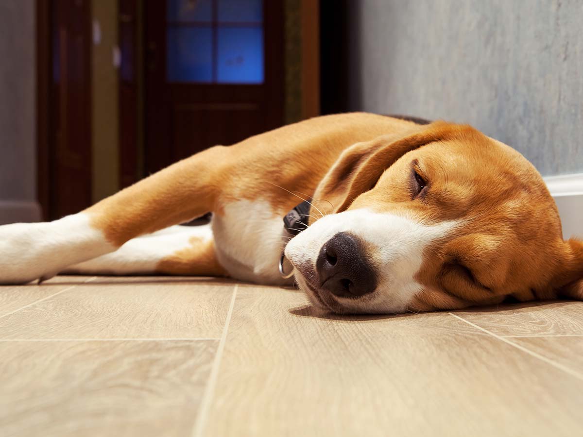 Dog sleeping on wood-like laminate flooring.