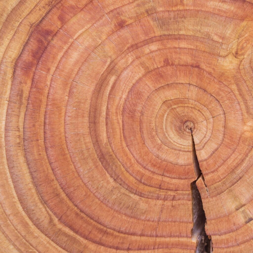 Douglas Fir