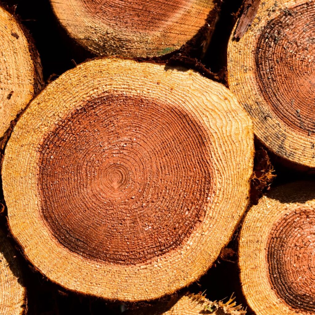 Cedar